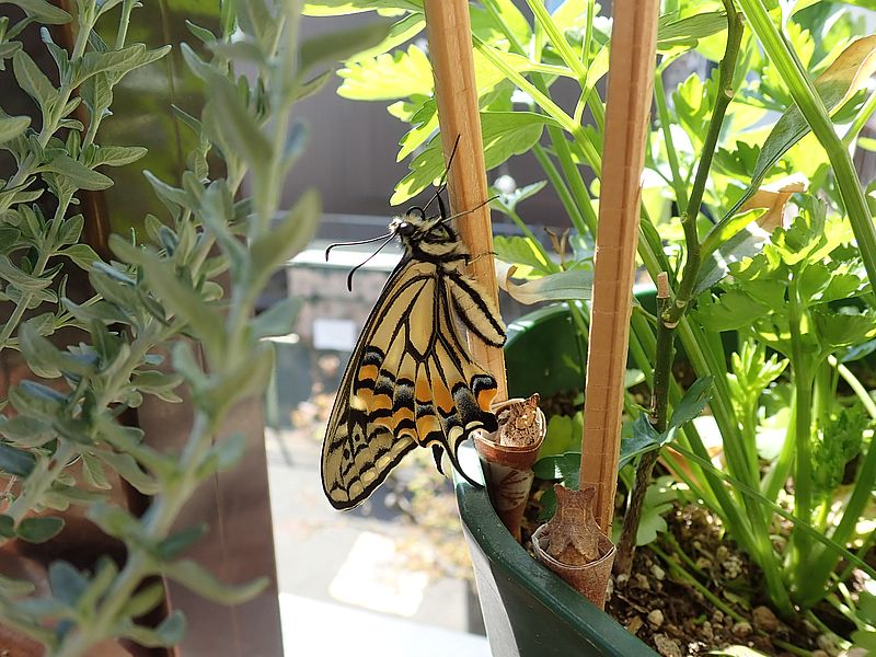 3/24に羽化した越冬蛹