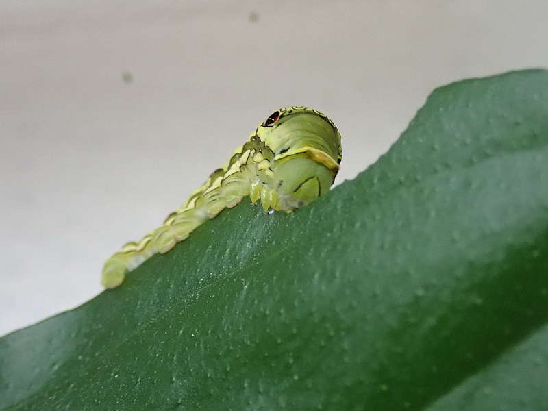 可愛い可愛いナミアゲハの幼虫