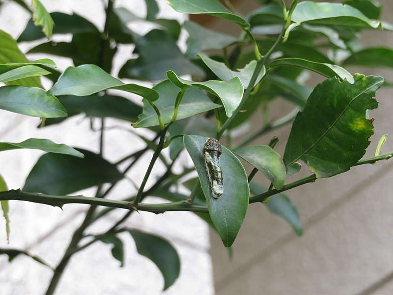 クロアゲハの若齢幼虫