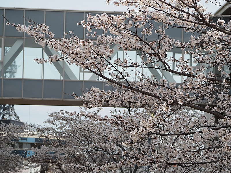 病院前の桜