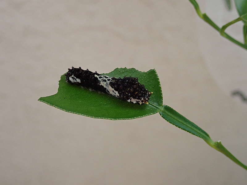 ナミアゲハ若齢幼虫