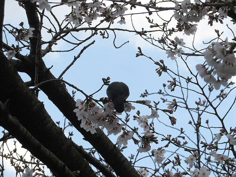 桜を毟るヒヨちゃん