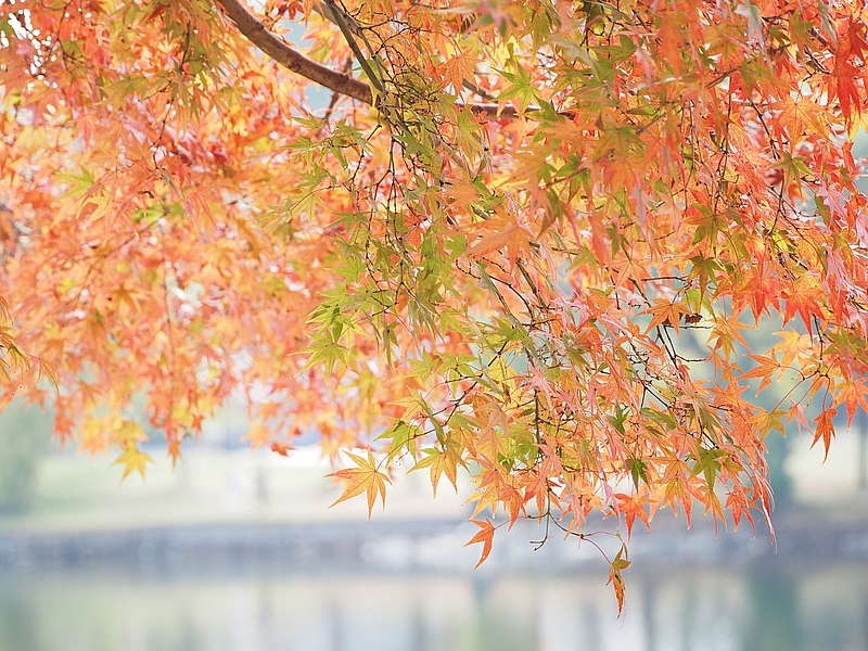 山田池公園の紅葉
