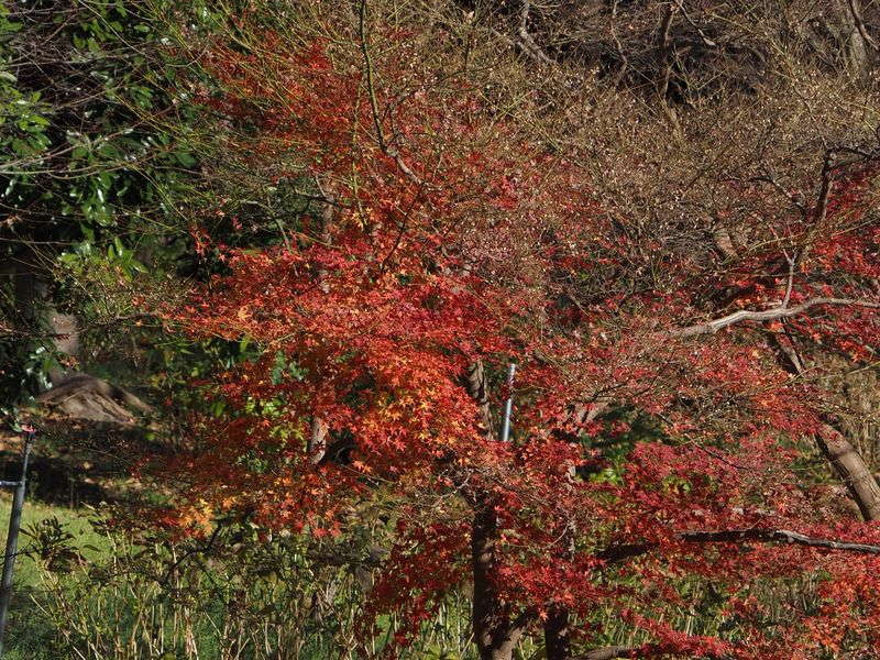 秋の名残の紅葉
