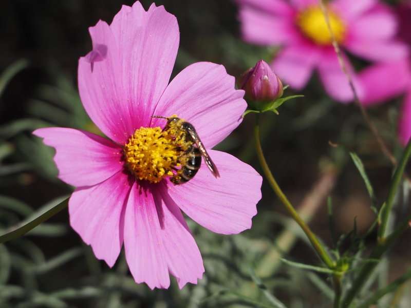 花粉だらけの蜂さん