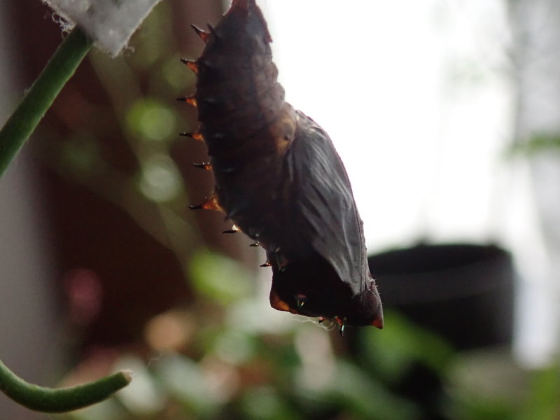 ツマグロヒョウモンの蛹