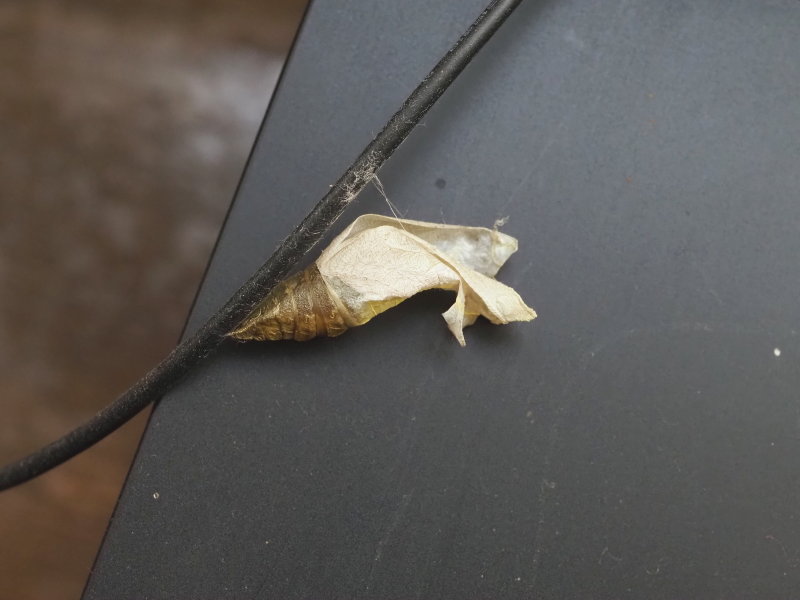 ナミアゲハの蛹の殻