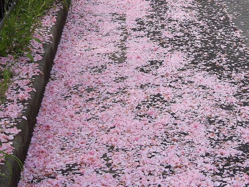 八重桜が散ってしまった