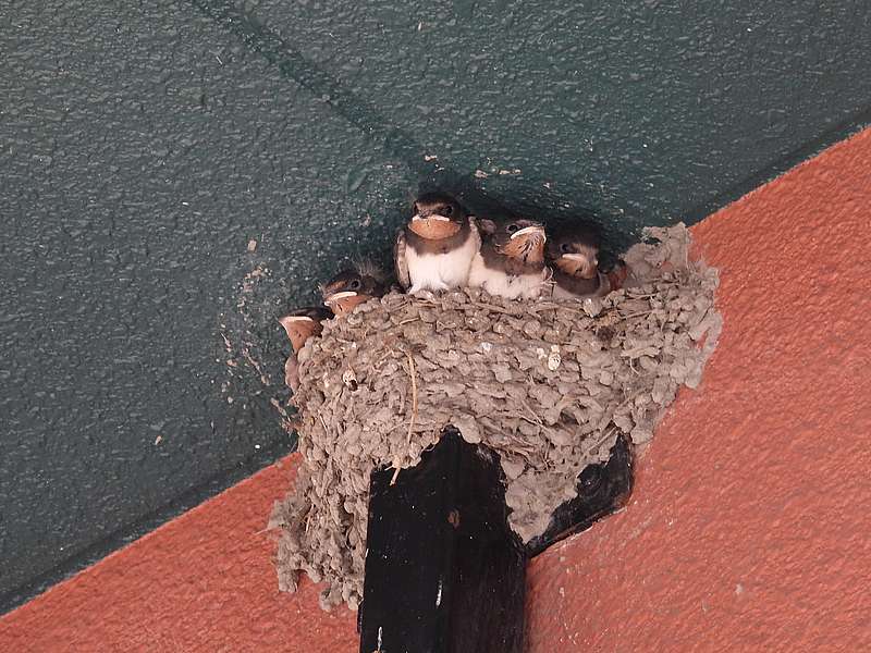 ツバメの巣