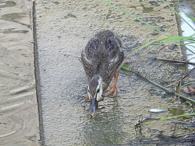 カルガモ幼鳥ちゃん