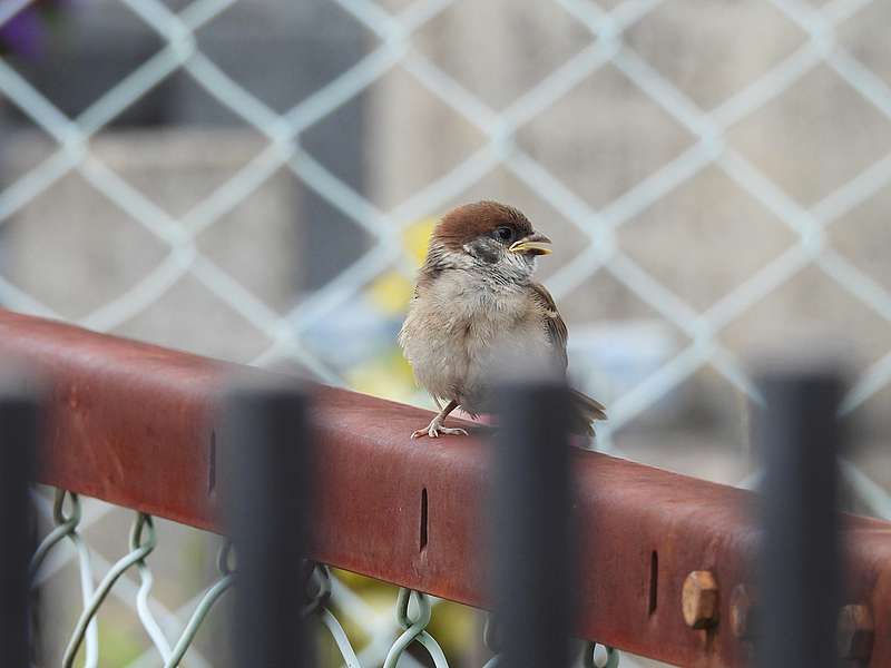 スズメちゃん