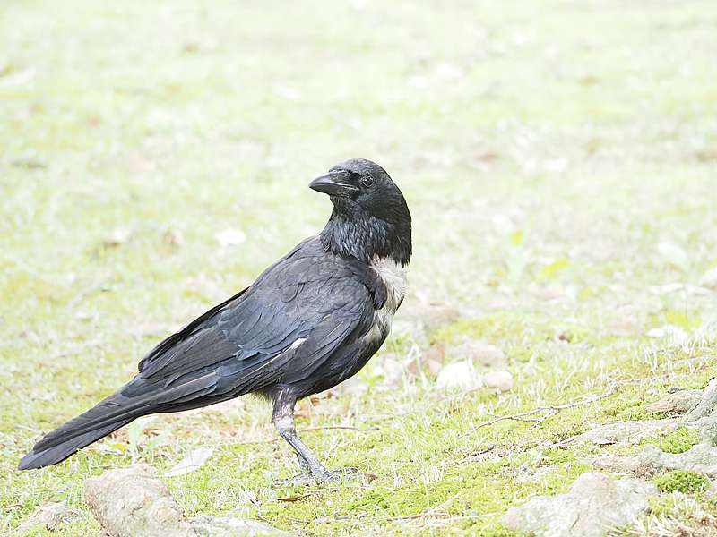 部分白化のカラヤン