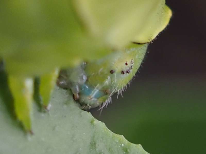 文旦の葉を食べるナミアゲハの終齢芋ちゃん