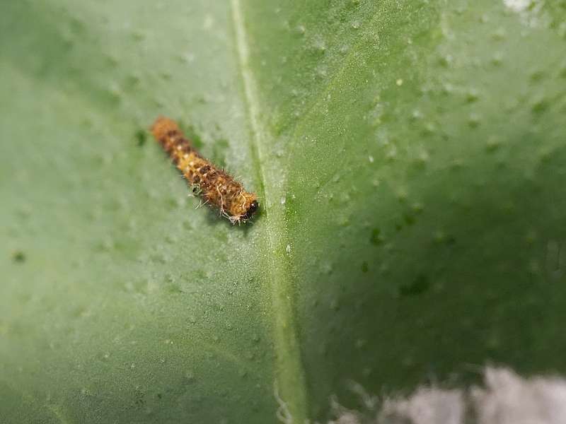 ベランダのキンカンにいた若齢芋ちゃん