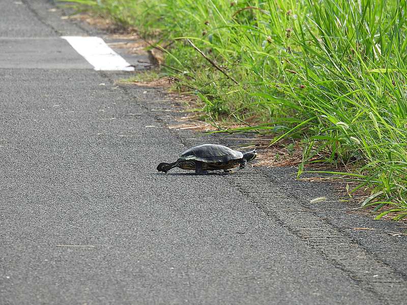 アカミミガメちゃん