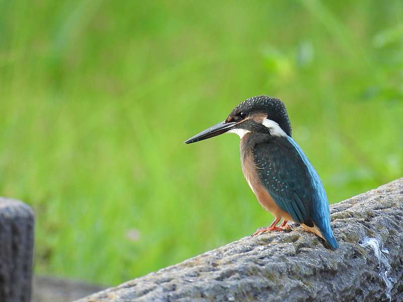 カワセミの若ちゃん