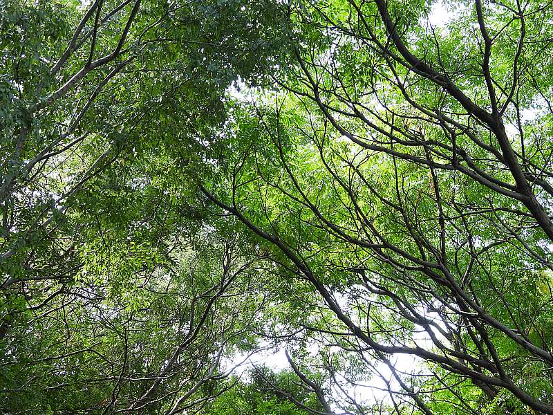 淀川河川公園