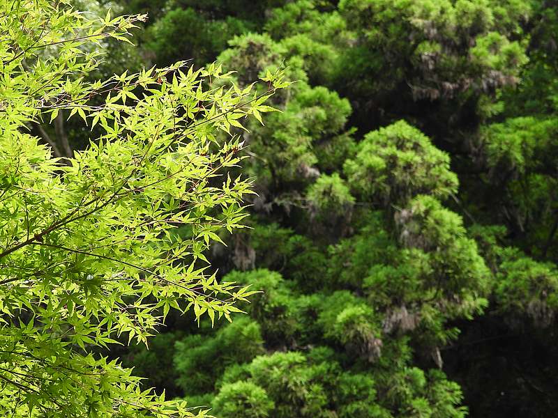 箕面のお山
もみじの時期にまた来たい