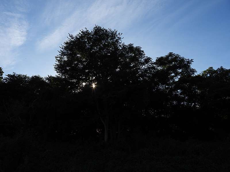 オオタカ保護区から漏れる夕日