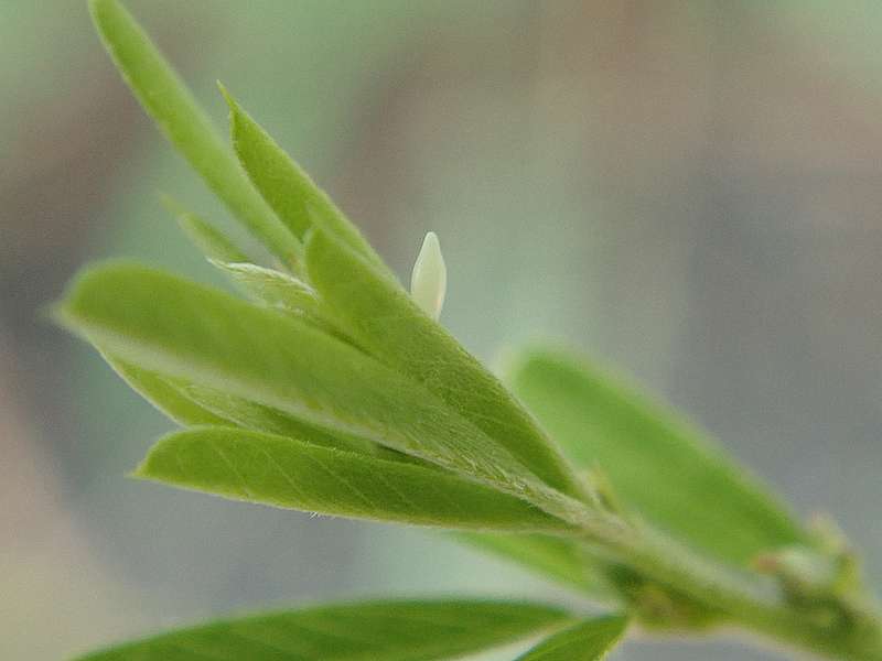 キチョウの卵