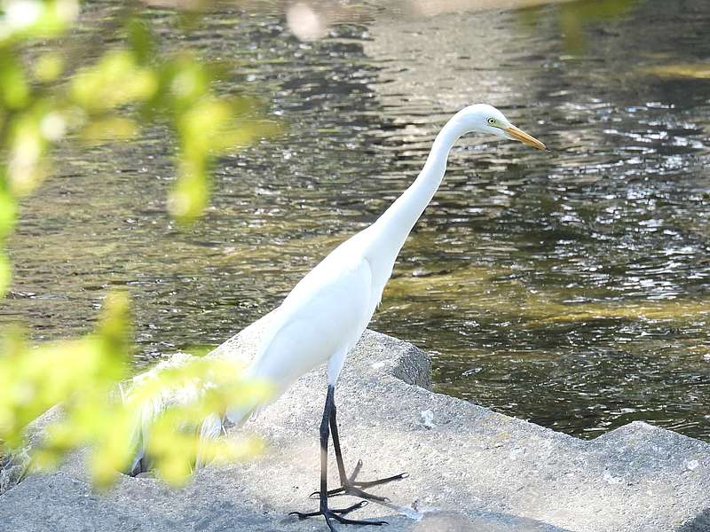 チュウサギちゃん