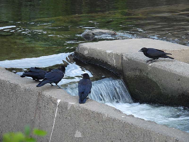 カラヤン