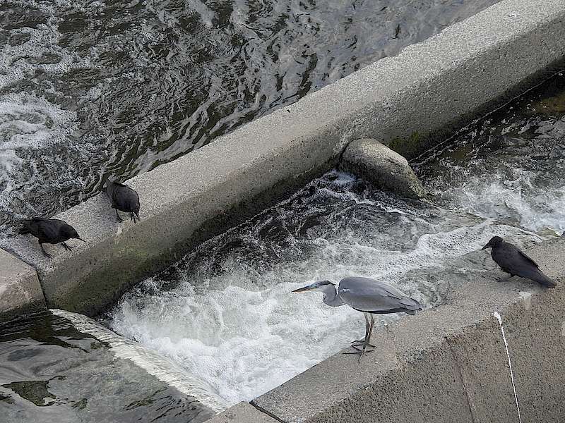 アオサギ若先生とカラヤン