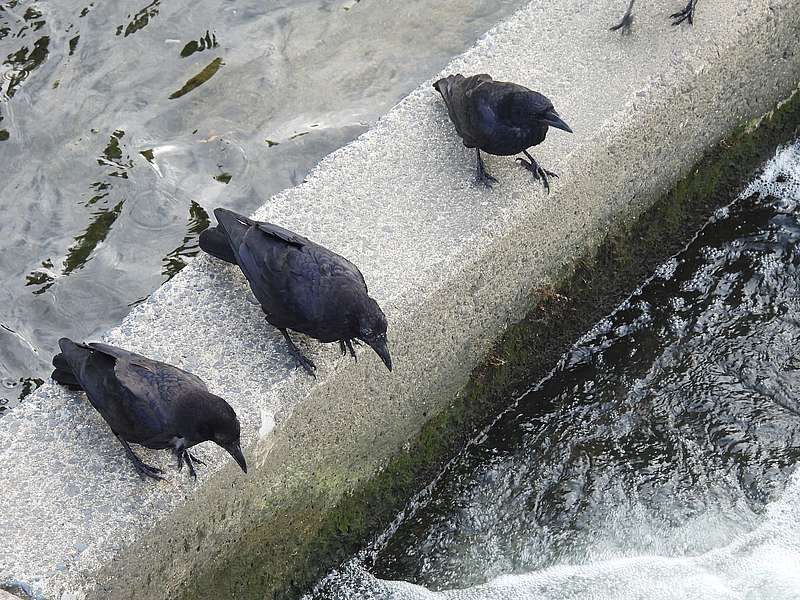 カラヤン