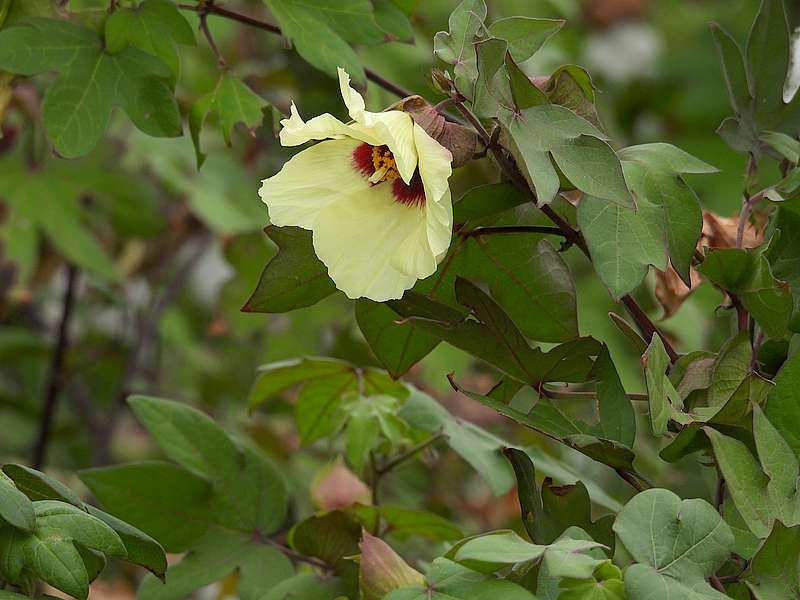 わたの花