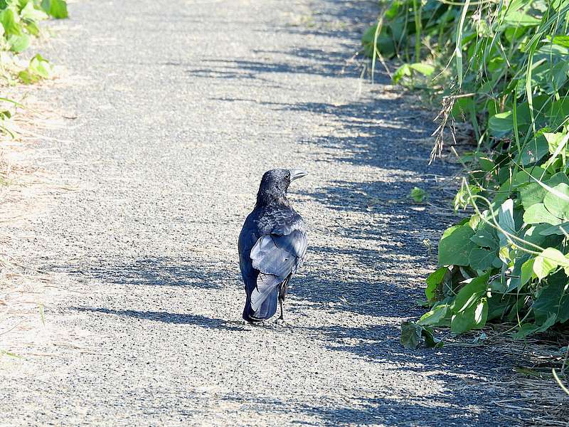 カラヤン