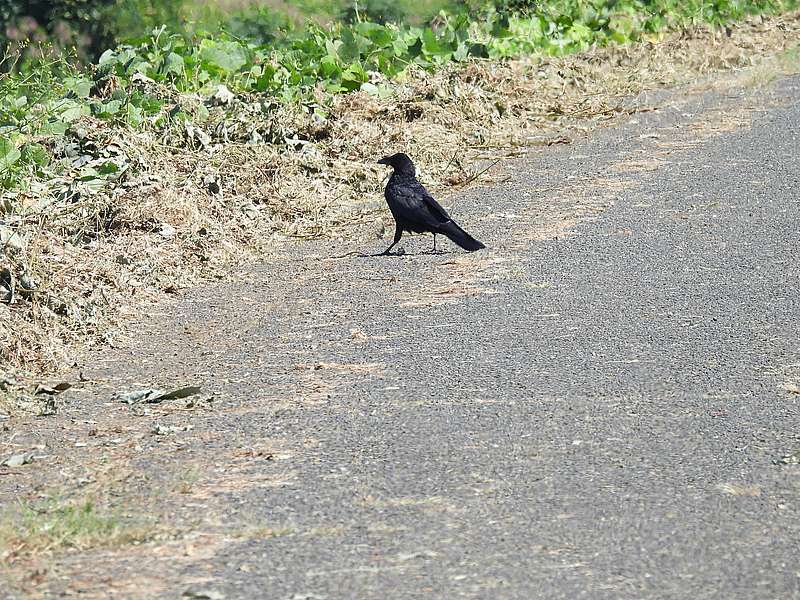 カラヤン