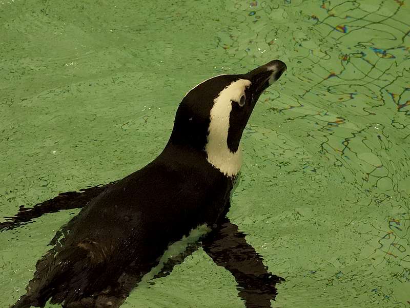 ケープペンギンさん