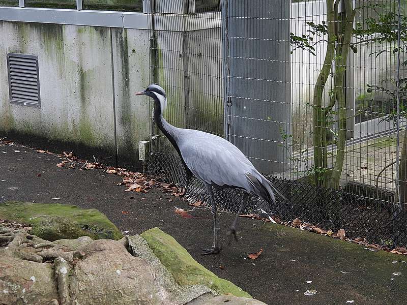 アネハヅルさん