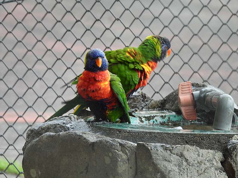 ゴシキセイガイインコさん