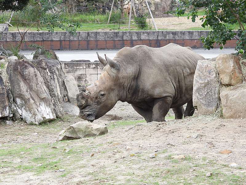 トリケラトプスさん