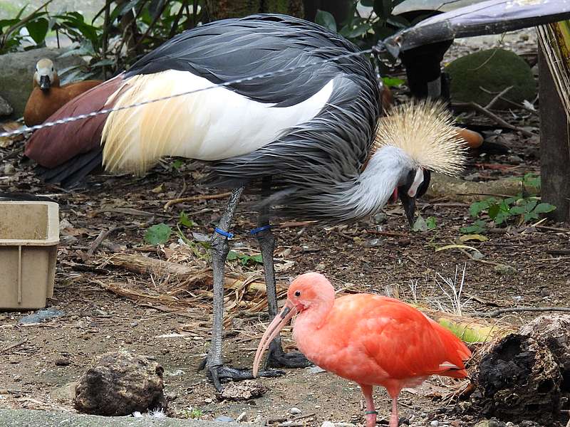 ショウジョウトキちゃんとホオジロカンムリヅルさん