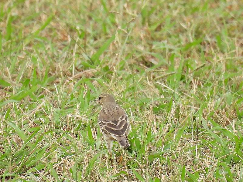 タヒバリちゃん