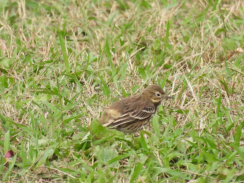 タヒバリちゃん