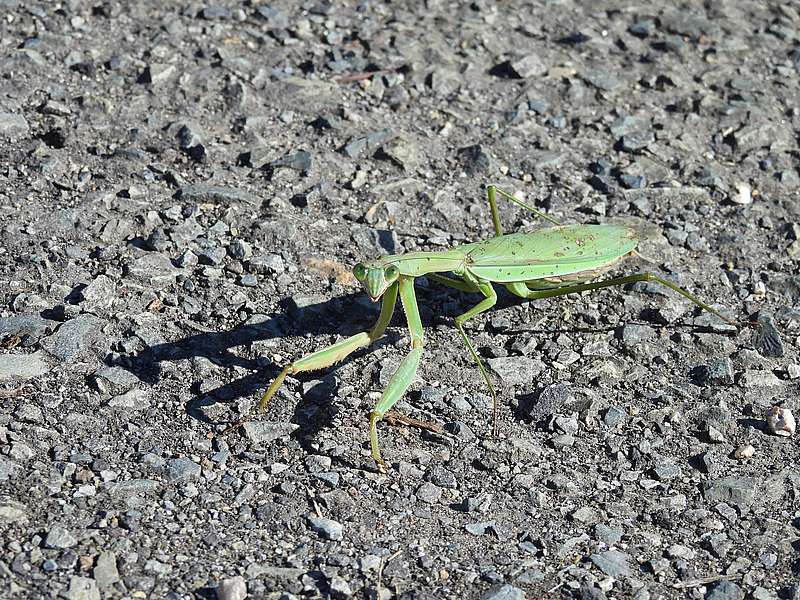 オオカマキリさん