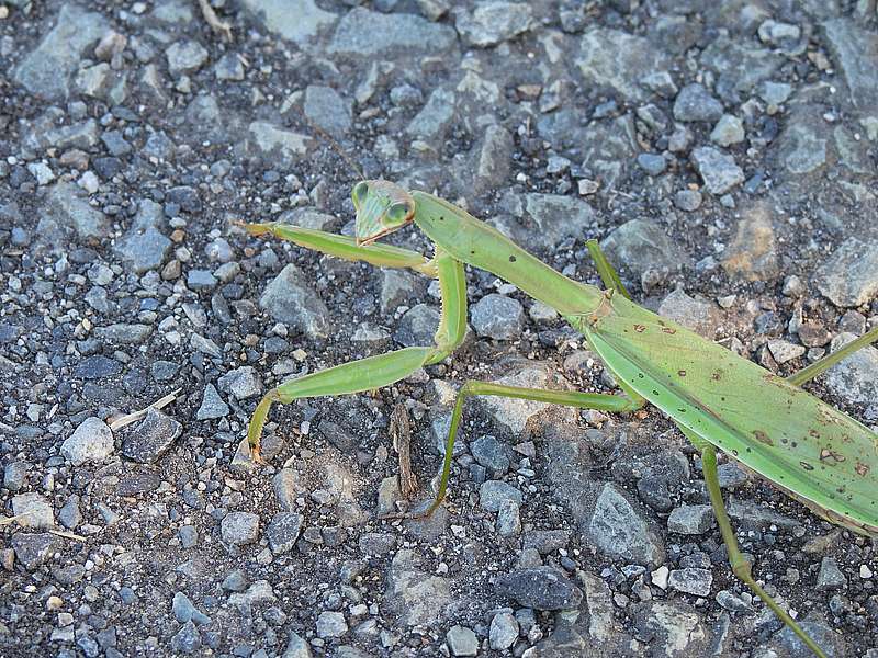 オオカマキリさん