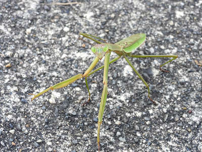 たぶんオオカマキリちゃん