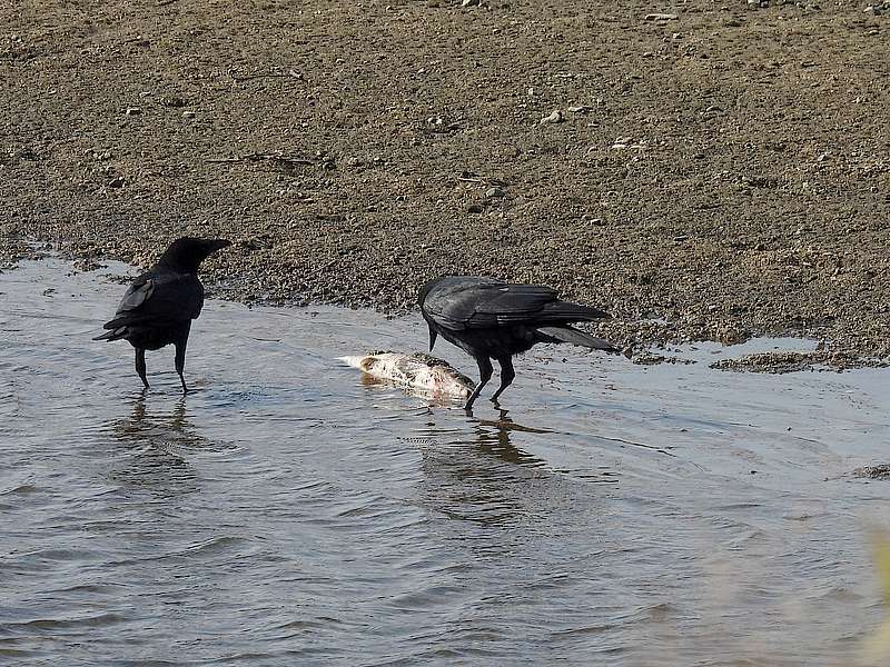 カラヤン