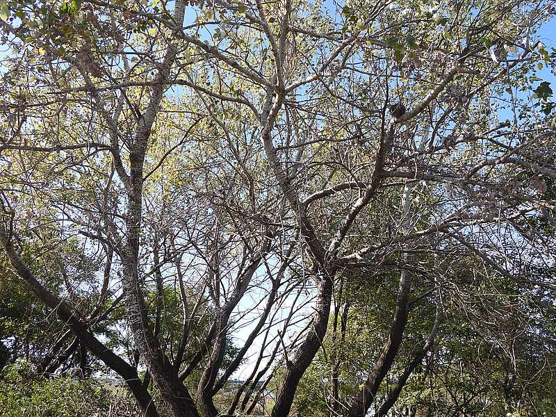 淀川河川公園