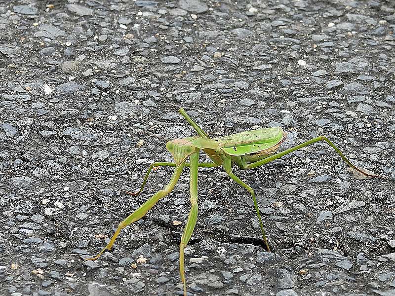 カマキリちゃん