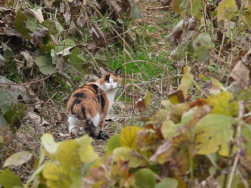 ねこ様