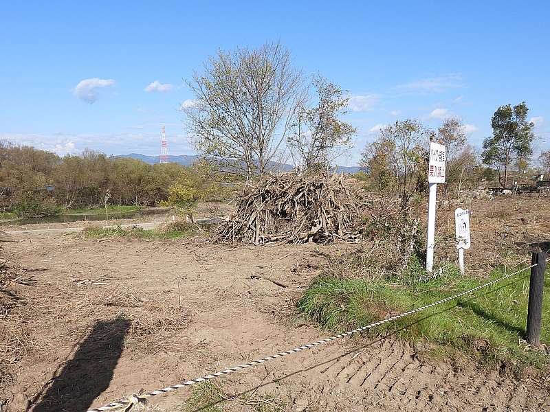 伐採がどんどん進む淀川河川公園