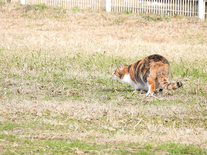 ねこ様