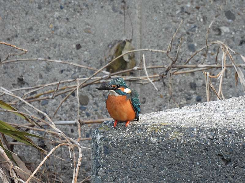 カワセミちゃん