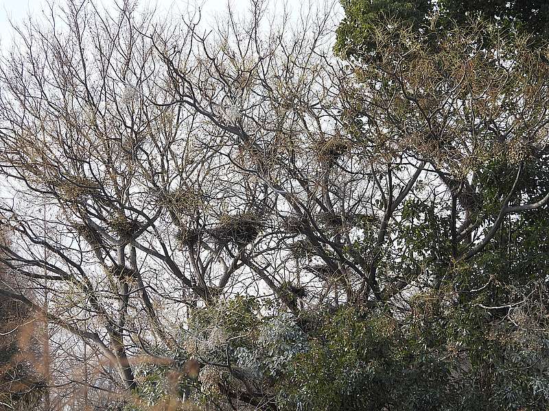 打上川治水緑地