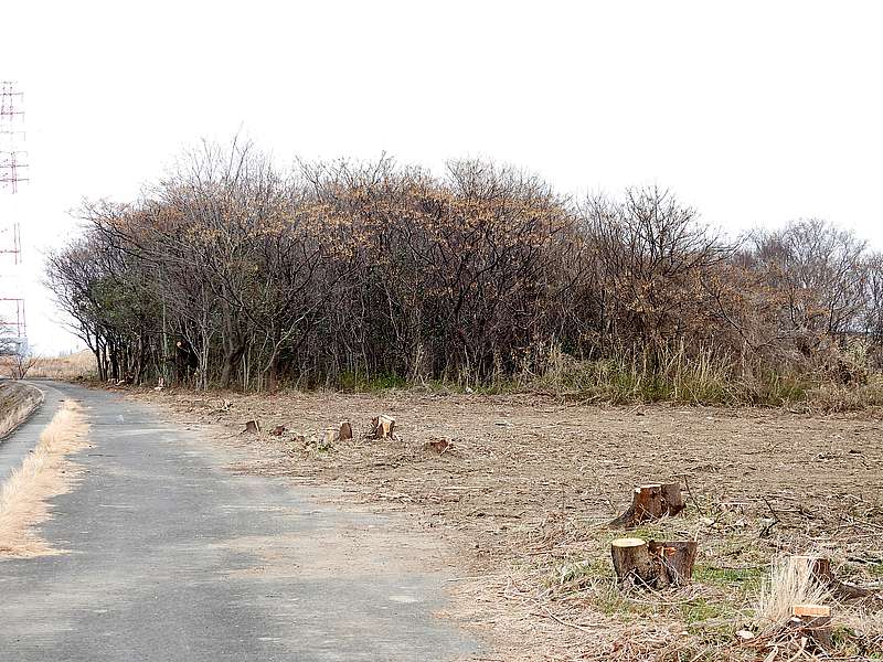 淀川河川公園